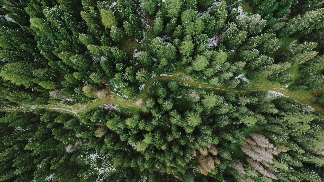 Tröstliche Blumen als Symbol der Erinnerung und des Trostes